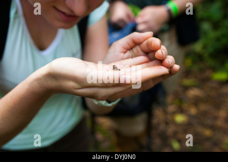 Étudiant chercheur étudie un petit lézard sur des études supérieures à la station biologique de la Selva de Sarapiquí de Viejo, Costa Rica Banque D'Images