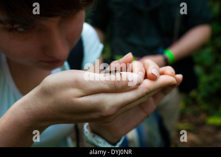 Étudiant chercheur étudie un petit lézard sur des études supérieures à la station biologique de la Selva de Sarapiquí de Viejo, Costa Rica Banque D'Images