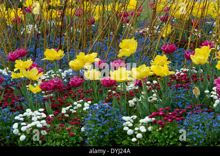 Fleur de printemps double affichage à RHS Wisley Gardens, Surrey England Banque D'Images