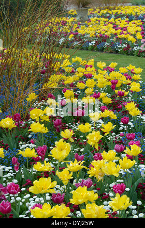 Fleur de printemps double affichage à RHS Wisley Gardens, Surrey England Banque D'Images