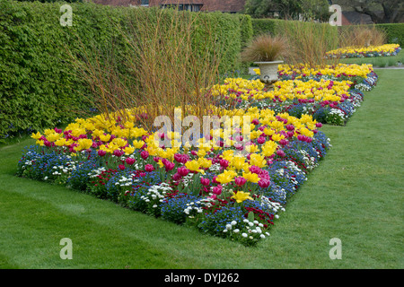 Fleur de printemps double affichage à RHS Wisley Gardens, Surrey England Banque D'Images