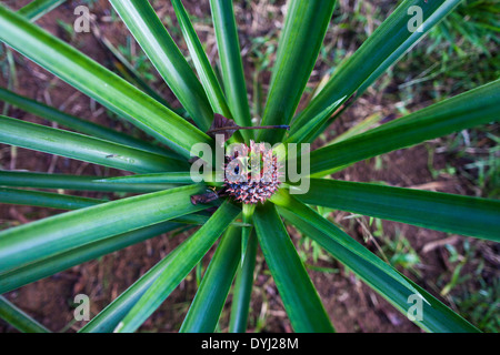 Une vue de dessus d'une plante avec des feuilles d'ananas et d'un petit fruit dans les collines au-dessus de Golfito, Costa Rica Banque D'Images