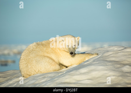 Le Canada, le territoire du Nunavut, l'île blanche, l'ours polaire (Ursus maritimus) reposant sur la glace de mer dans le détroit Gelé le long de la Baie d'Hudson Banque D'Images