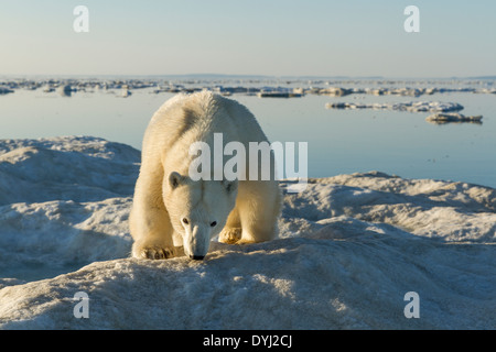 Le Canada, le territoire du Nunavut, l'île blanche, l'ours polaire (Ursus maritimus) marche sur la glace de mer dans le détroit Gelé le long de la Baie d'Hudson Banque D'Images