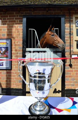 Lambourn Open Day.' the toast of New York' récent vainqueur du Derby des EAU à la Coupe du Monde de Dubaï (tasse en face). La journée portes ouvertes est une occasion unique de voir les chevaux les formateurs et pour vraiment voir de première main l'industrie des courses de Lambourn.Credit Gary Blake /Alamy Live News Banque D'Images