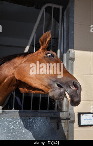 Humour des animaux et visages rigolos à Middleham, Yorkshire, Royaume-Uni. 18 avril 2014. « Alta Lilea » (course Mark Johnston) à la journée portes ouvertes des North Dales stables. Le Middleham stables Open Day a été mis en place malgré la première autorisation de la course le vendredi Saint. Son avenir était menacé par les courses qui devaient être organisées à Musselburgh et à Lingfield. Mais après que Betfair ait continué comme sponsors, et la Middleham Trainers Association a décidé «à l'unanimité» de poursuivre la tradition de deux décennies. Une douzaine d'écuries ont ouvert leurs portes pour l'événement. Banque D'Images