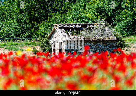 Europe, France, Var. Hangar abandonné dans un champ de coquelicots, l'arrière-pays varois. Banque D'Images