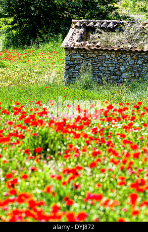 Europe, France, Var. Hangar abandonné dans un champ de coquelicots, l'arrière-pays varois. Banque D'Images