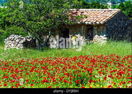 Europe, France, Var. Hangar abandonné dans un champ de coquelicots, l'arrière-pays varois. Banque D'Images