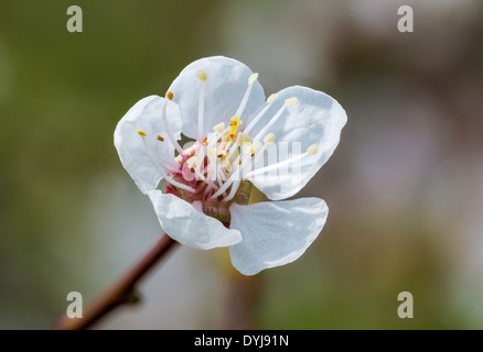 Fleurs d'arbres fruitiers sous le chaud soleil de printemps Banque D'Images