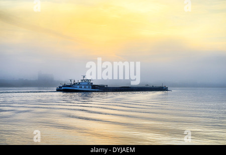 Hip, avec le brouillard sur l'Elbe à Kirchwerder, Hambourg, Allemagne Banque D'Images