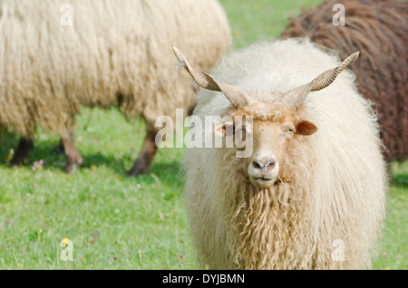 Moutons Racka hongrois en regardant un champ vert Banque D'Images