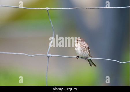 (Carduelis flavirostris Twite) - UK Banque D'Images