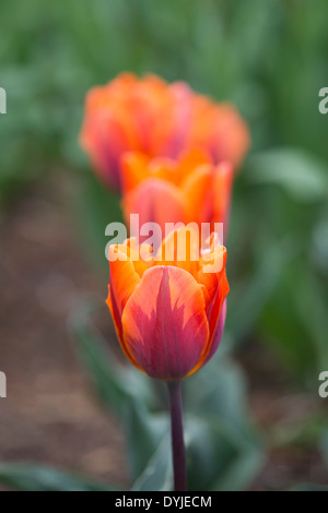 Tulipa. Au début simple 'Tulipe Prinses Irene' fleurs Banque D'Images