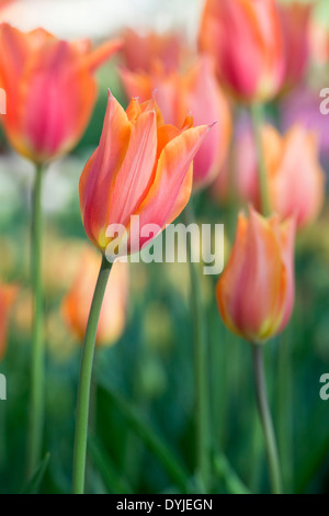 Tulipa. La fin de l'unique "Grand Frère" Tulipes fleurs Banque D'Images