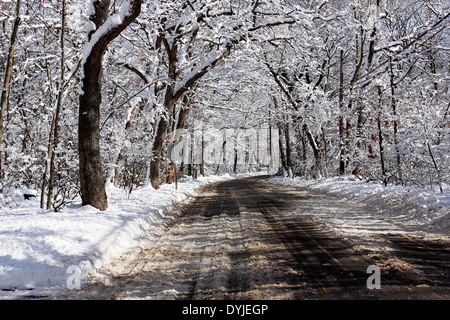 Les arbres couverts de neige et route Setauket Long Island New York Banque D'Images