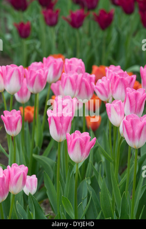 Tulipa. Hatsuzakura "Tulipe Darwin' fleurit Banque D'Images