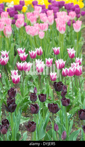 Tulipa. Tulip 'paul scherer' avec 'Tulip Claudia' et 'Hatsuzakura' fleurs tulipes Banque D'Images