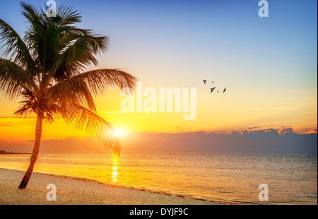 Beau lever de soleil de Key West, Floride, USA Banque D'Images