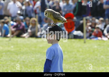 Dublin, Irlande. 19 avril 2014. Un hibou se trouve sur la tête d'un garçon. Le 1 000 e anniversaire de la bataille de Clontarf entre le haut roi d'Irlande Brian Boru et une coalition de force les royaumes de Dublin, Leinster et Vikings a été célébrée avec un week-end de reconstitutions historiques, qui a réuni environ 40 000 visiteurs. Crédit : Michael Debets/Alamy Live News Banque D'Images