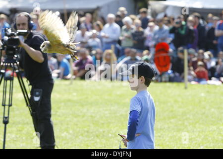 Dublin, Irlande. 19 avril 2014. Un hibou commence à partir de la tête d'un garçon. Le 1 000 e anniversaire de la bataille de Clontarf entre le haut roi d'Irlande Brian Boru et une coalition de force les royaumes de Dublin, Leinster et Vikings a été célébrée avec un week-end de reconstitutions historiques, qui a réuni environ 40 000 visiteurs. Crédit : Michael Debets/Alamy Live News Banque D'Images