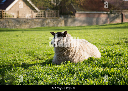 Moutons et agneaux dans un champ dans le Northamptonshire, Angleterre, Royaume-Uni Banque D'Images