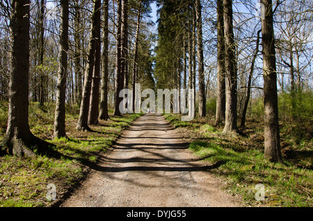 Un chemin bordé d'arbres à travers la forêt de Wyre à Bewdley, Worcestershire, Royaume-Uni. Banque D'Images