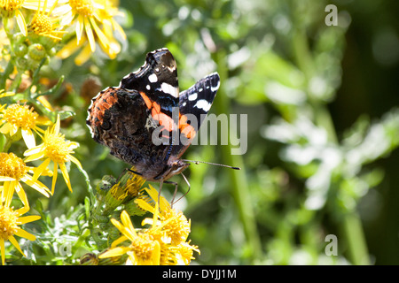 L'amiral rouge papillon sur les fleurs jaunes Banque D'Images