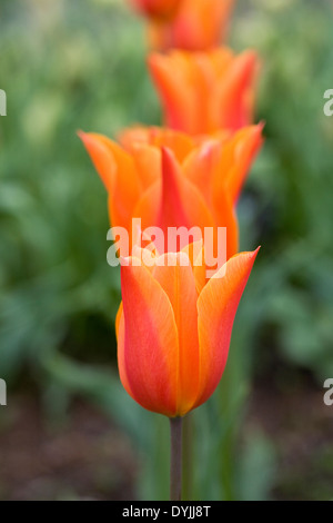 Tulipa 'Ballerina' dans le jardin. Banque D'Images