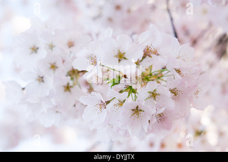 WASHINGTON DC, États-Unis — les cerisiers en fleurs en pleine floraison créent un paysage doux et éthéré autour du Tidal Basin par temps couvert. La lumière diffuse rehausse les délicates teintes roses et blanches des fleurs, offrant une vue sereine et contemplative de ce spectacle printanier emblématique dans la capitale nationale. Banque D'Images