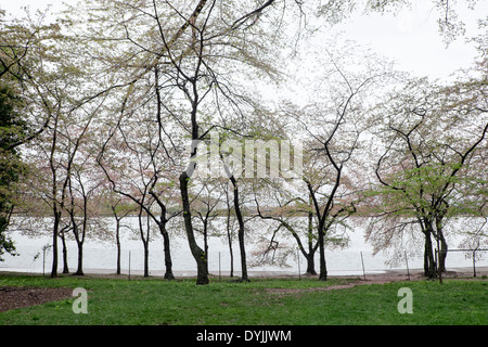 WASHINGTON, DC, États-Unis — le 15 avril, les célèbres cerisiers Yoshino en fleurs autour du Tidal Basin ont laissé tomber la plupart de leurs pétales et commencent à se couvrir de feuilles vertes. Quelques autres variétés de cerisiers en fleurs, comme le Kwanzan, commencent tout juste à fleurir à proximité. Banque D'Images