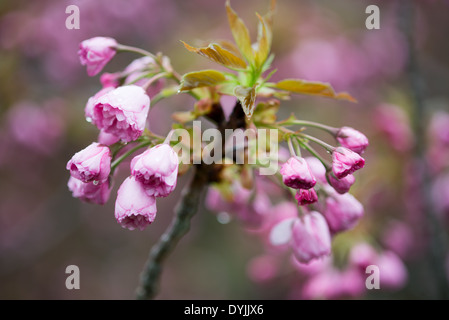 D'ici le 15 avril, le célèbre Yoshino cerisiers en fleurs autour du bassin de marée ont abandonné la plupart de leurs pétales et commencent à être couverts de feuilles vertes. Un peu d'autres variétés de fleurs de cerisier, tels que l'Kwanzan, commencent tout juste à fleurir à proximité. Banque D'Images