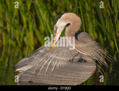 Grand Héron en plumage nuptial Banque D'Images