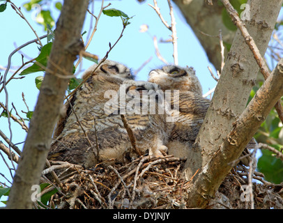 Trois Grand-duc Owlets in Nest Banque D'Images