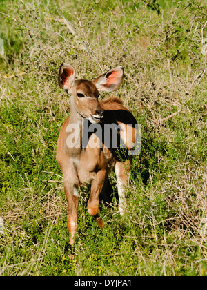 Portrait d'un jeune koudou dans leur environnement naturel à Addo Elephant Park afrique du sud Banque D'Images