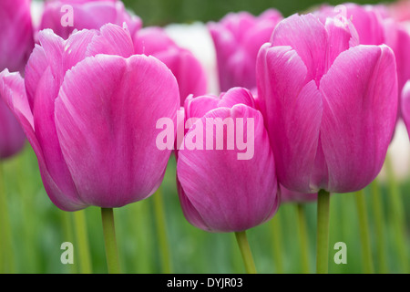 Tulipa. Tulipe Darwin 'purple pride' fleurs Banque D'Images