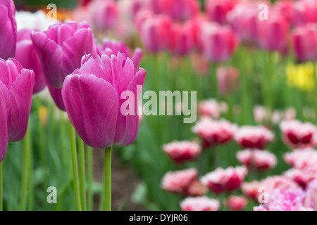 Tulipa. Tulipe Darwin 'purple pride' fleurs Banque D'Images