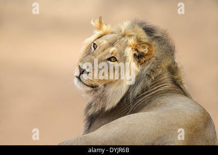Portrait d'un jeune homme l'African lion (Panthera leo), désert du Kalahari, Afrique du Sud Banque D'Images