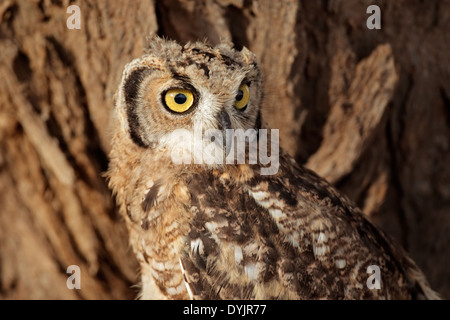 Portrait d'une raie-aigle-owl (Bubo africanus), Kalahari, Afrique du Sud Banque D'Images