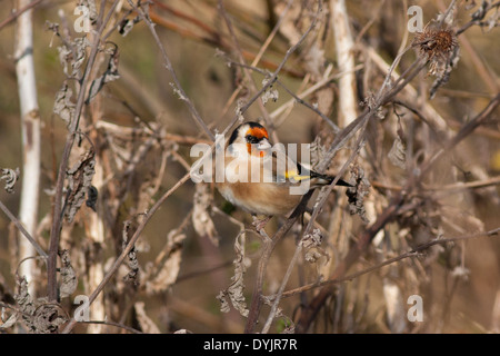 Gold Finch, Merton Banque D'Images