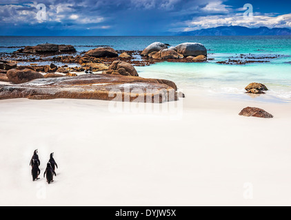 Les pingouins d'Afrique du Sud Sauvage, petit groupe de pingouins Jackass marcher le long de la plage de Boulders à Simons Town, voyages et tourisme Banque D'Images