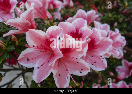 Azalee, azalée, Rhododendron simsii), ( Banque D'Images