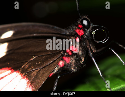 Arcas Cattleheart (Papillon Parides eurimedes, Parides arcas) Mylotes alias, Vrai, ou rose-vérifié Cattleheart Banque D'Images