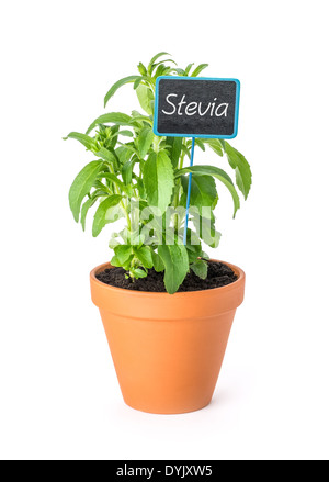 La stévia dans un pot en argile avec une étiquette en bois Banque D'Images