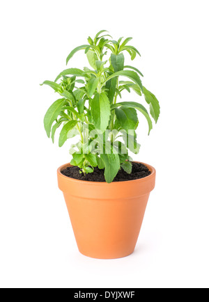 La stévia dans un pot en argile Banque D'Images