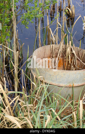 Vieux joncs branches et le baril rouillé dans un étang avec de l'eau encore de l'herbe verte de paille sèche Banque D'Images