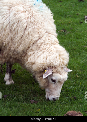 Close-up d'un pâturage de brebis Southdown dans un pâturage Hampshire. Banque D'Images