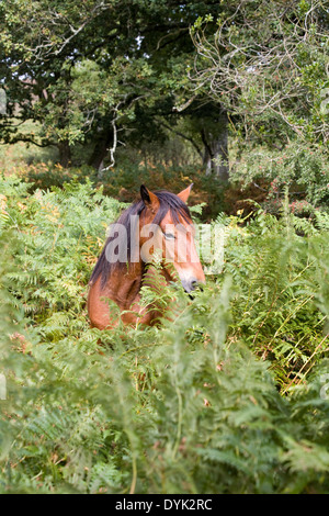 Nouvelle Forêt près de Latchmore Latchmore Pony Brook bas Frogham près de New Forest Hampshire Angleterre Fordingbridge Banque D'Images