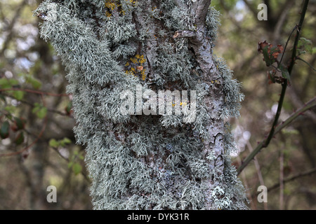 Tronc de l'arbre avec le lichen ancien en surplomb du Canal de Titchfield à Meon Shore, Hampshire, Angleterre Banque D'Images