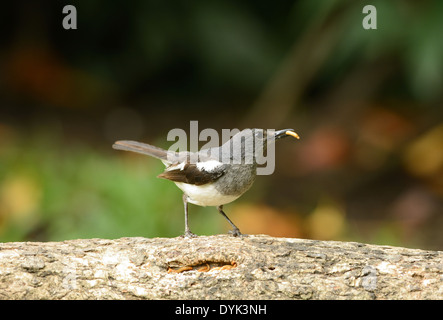 Belle femme pie oriental-robin (Copsychus saularis) debout sur le bambou morte Banque D'Images